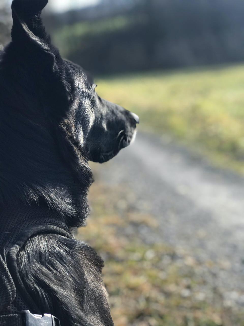 Foto: ruhiges Tier / Behandlung